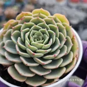 七福神（單）🔥穩根品🌵多肉植物❤️蘭心花卉