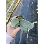 北極熊鹿角蕨/2寸/銀山園藝