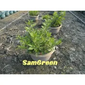 【samgreen❤抹草盆栽🙏】5吋盆/大盆茉草/抹草(