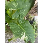 觀葉植物🌳斑葉姑婆芋
