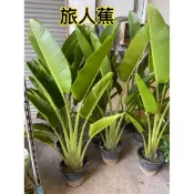 觀葉植物～旅人蕉（1尺盆）限量極少.高約140公分以上.