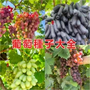 【葡萄種子 釀酒葡萄】水果種子 盆栽葡萄 藤本植物 庭院果樹 觀葉盆栽 自種水果 爬藤植物 耐熱品種 綠化圍籬 陽台種植