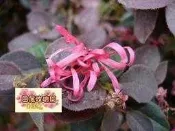 ╭＊田尾玫瑰園＊╯優良樹苗( 紅繼木.紅彩木)---花期持久.觀賞價值高
