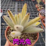 毛毛兔子多肉 #4 閃光兔 一物一拍 2吋盆 多肉植物