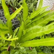 (店+)花森好市-蕨類植物 海岸擬弗蕨/海岸擬茀蕨/6 吋盆/高20-40cm/葉片特殊/MA