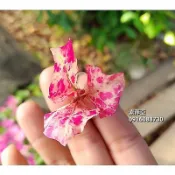 【頂上花藝】變異索菲亞 九重葛 / 粉紅豹斑紋/ 熱銷寵兒