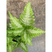🌸植plant & flower ~ 大銀脈鳳尾蕨  蕨類  室內植物