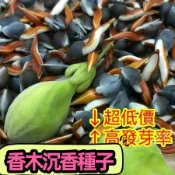 💥【沉香種子】💯新採收沉香樹種子 海南沉香木樹種子 名貴樹種子發芽率高耐乾旱易種植 山地小院種植 奇楠樹種子