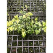 黃翠斑常春藤 /觀葉植物/室內植物/3吋 特價60元