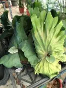 花花世界_蕨類*巨猴鹿角蕨*巨獸X亞猴 鹿角蕨*4吋盆/高10-20公分/ MA