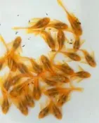【彩蝦屋】藍眼大帆鬍子 藍眼鬍子 雪花鬍子/大帆 異型魚 除藻 除藻生物 2.5-6CM