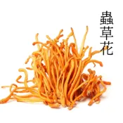 (店+)【千瓦金】千瓦金-黃金蟲草花(黃金北蟲草)
