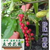 珍珠一串紅 蕾芬 數珠珊瑚 珊瑚珠 念珠珊瑚 種子 植株 台中 立力花園-盆植樂農:花盆種植也能體驗農夫收成的樂趣哦~
