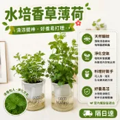 【懶人香草｜可食用香草】薄荷盆栽 四季可採摘 可食用薄荷盆栽 驅蚊淨味 陽臺室内好種 澆水即活 生長旺盛 薄荷苗