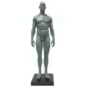 北星文化 藝用人體解剖模型 男性 女性 30CM