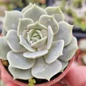 2吋盆“羅拉”🔥穩根品#A🌵多肉植物❤️蘭心花卉