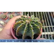 ~~友仙屋仙人掌與多肉植物--9285. LB 2178    實生