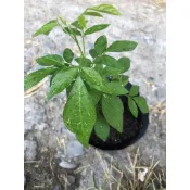 台灣抹草盆栽~(幼株)
