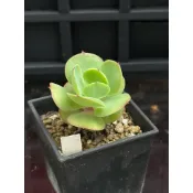 H36 桃之嬌 熊多肉植物6.14