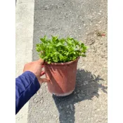 《杭家園藝》 薄荷盆栽 可食用薄荷