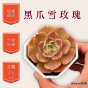 黑爪雪玫瑰｜品種保證+隨機出貨｜Wayne多肉 2.5吋穩根｜療癒盆栽/新手好養/多肉植物/韓系多肉/控養老欉/陽台