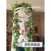 波斯蕨藤蔓 波斯蕨 蕨葉 綠色植物 🔜台灣現貨 纏繞 冷氣管 管線 包覆 佈置 波斯草 攝影 ins 婚禮佈置