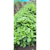 🌿大薄荷葉🌿🌿越南薄荷🌿🌿越南九層塔🌿🌿húng bạc hà🌿  24小時內出貨/調酒/煮茶/炒菜/沙拉/甜點/藥用/