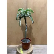 竹筒仔厝小花園 多肉 好照顧 家有椰子樹🌴 小老叢姬仙女之舞-美美三吋盆