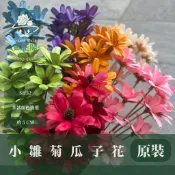 [閉店出清] SH52 原裝小雛菊瓜子花｜5cm｜木片花 手工花 乾燥花 乾花新瓜子花 不凋花 永生花 花束花材 ...