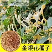 🪴【金銀花種子】🪴(100粒裝）忍冬種子 四季可種植中藥材種子 可食用泡茶種籽 藥用植物花卉種子 庭院室外盆栽種子