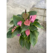 🪴綠植田園🪴小藍莓火鶴花/火鶴/火鶴花/5-6寸盆/開花植物/觀花植物/觀葉植物