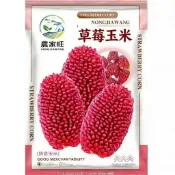 台灣現貨 原裝草莓小玉米種子 小田玉米 迷你彩色玉米 盆栽蔬菜 家庭菜園 陽台種植 可食用觀賞 當季新鮮種子