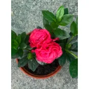 🌸植plant & flower ~ 玫瑰杜鵑