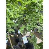 馬蜂橙樹苗高度約60cm