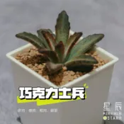 【星辰多肉】巧克力士兵   三吋 穩根連盆寄送。多肉植物，療癒，觀葉，多肉。（寄送會掉葉，可接受再下單）