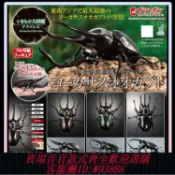 愛尚購物 {可刷卡 打統編}現貨 萬代 扭蛋 生物大圖鑒 南洋大兜蟲 高加索巨甲殼蟲 玩具擺件