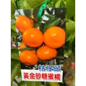 無子 黃金砂糖橘 / 黃金沙糖橘 ｜4.5吋苗植袋～🍊嫁接苗木⋯
