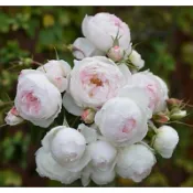 玫瑰花🌹 河本.Arietta小抒情曲玫瑰花🌹使用玫瑰專用土.蔓性玫瑰.藤本月季.爬藤玫瑰.白玫瑰