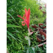 ❤限定優惠💕 花蓮 天然 無毒 無農藥 紅蓮蕉苗（美人蕉）50公分 祼根苗