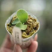 藍月鹿角蕨 鹿角蕨上板 2吋盆 觀葉植物 園藝  植栽 陽台植物 盆栽【阿金的便秘花園】PP308
