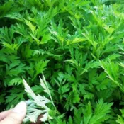 🌿（艾草種子）中草藥種子 香艾益母草 艾蒿種子籽 四季可種植  耐寒 可食用可驅蚊 藥用艾葉種子 田園庭院盆栽種植種籽