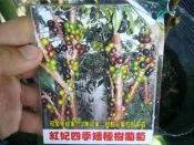 ╭＊田尾玫瑰園＊╯新品種樹種-(紅妃矮種四季樹葡萄)3.5吋黑袋