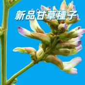 【新品甘草種子】種易活 耐旱 居家綠化 陽台 庭院 可食用 泡茶 煮湯 新手易種植 台灣現貨 中藥草種子 盆栽 園藝