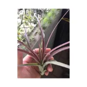(店+)空氣鳳梨 柳葉X飛牛蒂娜 Balbisiana X Velutina (會紅的品種)