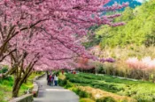 【Lion Travel 雄獅旅遊】武陵農場櫻花季．最高折$1000｜合歡山.松雪樓.千櫻園賞櫻.櫻緣花徑.保證入住福壽山農場3日｜員林台中出發 出發地點：彰化、台中