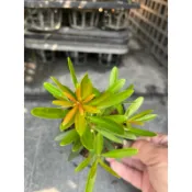 彩鑽 紅芽羅漢松｜3.5吋苗植袋～扦插苗木⋯