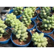 【多肉好好買】一寸盆 小玉串 多肉植物 現貨