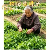 現貨隔日寄 枸杞葉種子 枸杞菜 紅珠仔刺 嫩葉蔬菜 家庭菜園 陽台盆栽 可食用野菜 全年採收 園藝種子 網室栽培