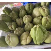 方方園藝  佛手瓜 （龍鬚菜）