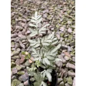 植系青屬-銀脈鳳尾蕨/白雪鳳尾蕨/新品鳳尾蕨/兩者可挑/室內植物/觀葉植物/蕨類/三吋小品(不含水泥盆)